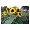 Sperli Sonnenblume Waooh - 1 Portion