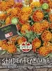 Sperli Studentenblumen Tagetes Honeycomb - Blumensamen
