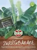 Sperli Zwergbananen SPERLI´s Coco - Blumensamen