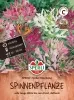 Spinnenpflanzen SPERLIs Spider Mischung - Blumensamen