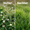 SUBSTRAL® CELAFLOR® Rasen-Unkrautfrei WEEDEX für bis zu 400 m² - 400 ml x 3