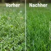 SUBSTRAL® Rasendünger mit Unkrautvernichter für ca. 100 m² - 2 kg
