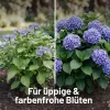 SUBSTRAL® Rhododendron- und Hortensienerde torffrei - 40 Liter