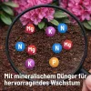 SUBSTRAL® Rhododendron- und Hortensienerde torffrei - 40 Liter