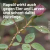 SUBSTRAL® Rosenspray Careo Eco Schädlingsfrei anwendungsfertig - 1 Liter