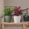 tera® Pflanzgefäße ORIONE Forest dunkelgrün 19 cm - Kunststoff