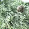 Weihnachtskranz Zypresse gefrostet mit Zapfen Ø 27 cm - Kunstpflanzen