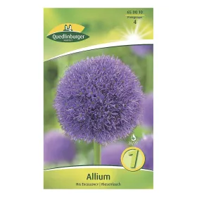 Allium His Excellency KP Allium His Excellency KP