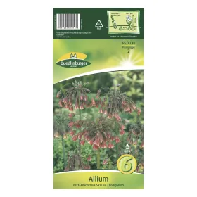 Allium Nectaroscordum siculum Honiglauch Blumenzwiebeln, Quedlinburger