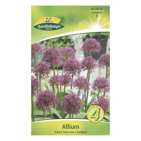 Allium Purple Sensation KP
