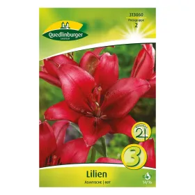 Asiatische Lilien Rot