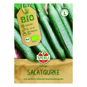Salatgurke Kalunga F1