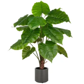 GASPER Alocasia Wentii, 100 cm, grün, grauer Kunststofftopf mit Erde