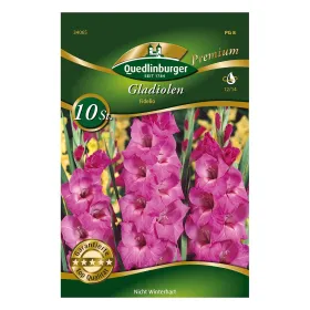 Gladiolen Fidelio Pink/Lila