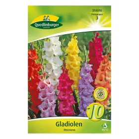 Gladiolen Mischung Gladiolen Mischung