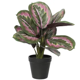 EVERLANDS Korbmarante Grün/Rosa im schwarzen Topf Ø 26 cm 35 cm - Kunstpflanzen