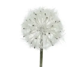Kaemingk Pusteblume - Dandelion Cremeweiß Ø 11 cm 50 cm - Kunstblumen Kaemingk Pusteblume - Dandelion Cremeweiß Ø 11 cm 50 cm - Kunstblumen