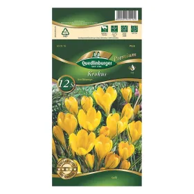 Krokus großblumig Gelb PREMIUM