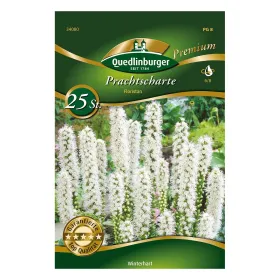 Liatris Prachtscharte Floristan Weiß