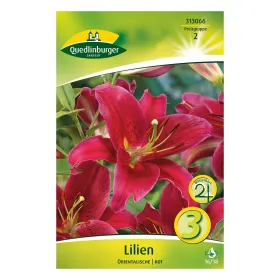 Lilien Oriental Rot Lilien Oriental Rot