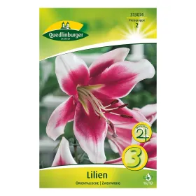 Lilien zweifarbig Rosa/Weiß