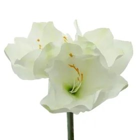 Prächtige Amaryllis Weiß - Stiellänge 56 cm - Kunstblumen Prächtige Amaryllis Weiß - Stiellänge 56 cm - Kunstblumen