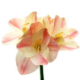 Prächtige Amaryllis Zweifarbig Creme & Rosa - Stiellänge 56 cm - Kunstblumen Prächtige Amaryllis Zweifarbig Creme & Rosa - Stiellänge 56 cm - Kunstblumen