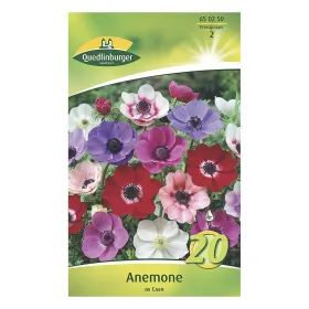 Quedlinburger Anemone De Caen Kronenanemone, mehrfarbig, 20 Stück Quedlinburger Anemone De Caen Kronenanemone, mehrfarbig, 20 Stück