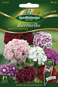 Quedlinburger Bartnelke Bodestolz Mischung - Blumensamen