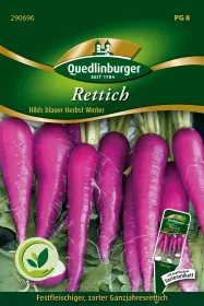 Quedlinburger Blauer Rettich - Gemüsesamen