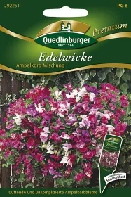 Quedlinburger Edelwicke Ampelkorb Mischung - Blumensamen