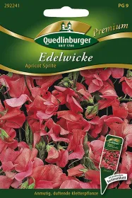 Quedlinburger Edelwicke Apricot Sprite - Blumensamen