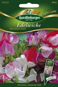 Quedlinburger Edelwicke Old Sweet Scent - Blumensamen