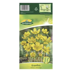 Quedlinburger Eranthis Winterlinge gelb KP - Blumenzwiebeln Quedlinburger Eranthis Winterlinge gelb KP - Blumenzwiebeln
