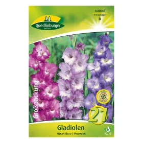 Quedlinburger Gladiolen Ozean Blau Mischung, Großpackung, 21 Stück