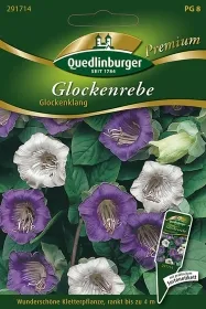Quedlinburger Glockenrebe Glockenklang - Blumensamen