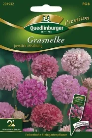 Quedlinburger Grasnelke Joystick Mischung - Blumensamen
