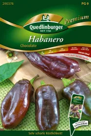 Quedlinburger Habanero Chocolate - Gemüsesamen