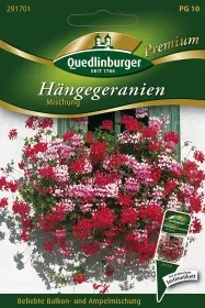 Quedlinburger Hängegeranien Mischung - Blumensamen