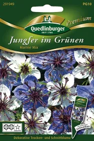 Quedlinburger Jungfer im Grünen Marine Mix - Blumensamen
