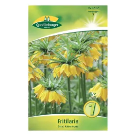 Quedlinburger Kaiserkrone Fritillaria Gelb, 1 Zwiebel (18/20)
