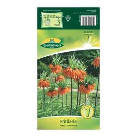 Quedlinburger Kaiserkrone Rubra (Fritillaria), Blumenzwiebel, 1 Stück