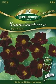Quedlinburger Kapuzinerkresse Black Velvet - Blumensamen