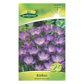 Quedlinburger Krokus botanisch Ruby Giant (Crocus tommasinianus), 25 Stück Quedlinburger Krokus botanisch Ruby Giant (Crocus tommasinianus), 25 Stück