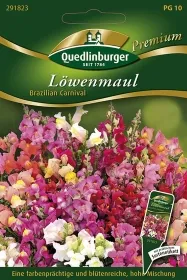 Quedlinburger Löwenmaul Brazilian CarnivalLöwenmaul Brazilian Carnival - Blumensamen