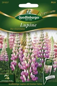 Quedlinburger Lupine The Chatelaine - Blumensamen