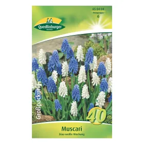 Quedlinburger Muscari blau-weiße Mischung, Großpackung 40 Blumenzwiebeln