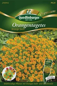 Quedlinburger Orangentagetes Studentenblume Orange Gem - Premium Kräutersamen