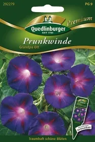 Quedlinburger Prunkwinde Grandpa Ott - Blumensamen