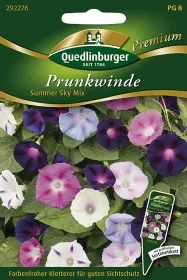 Quedlinburger Prunkwinde Summer Sky Mix - Blumensamen